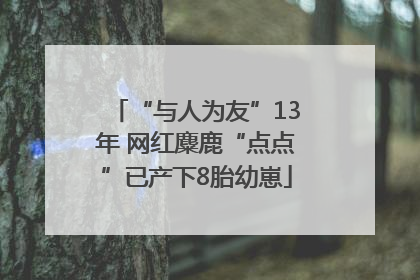 “与人为友”13年 网红麋鹿“点点”已产下8胎幼崽