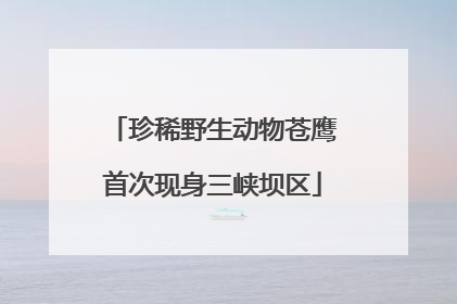 珍稀野生动物苍鹰首次现身三峡坝区
