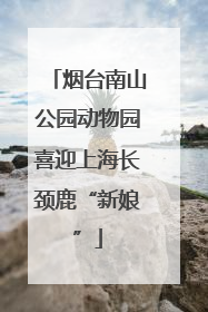 烟台南山公园动物园喜迎上海长颈鹿“新娘”