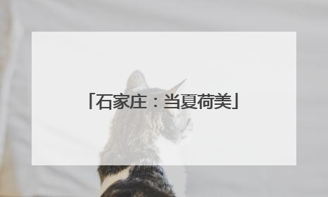 石家庄：当夏荷美