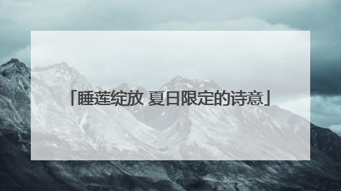 睡莲绽放 夏日限定的诗意