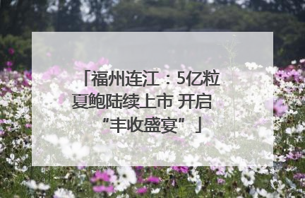 福州连江：5亿粒夏鲍陆续上市 开启“丰收盛宴”