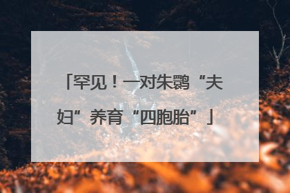罕见！一对朱鹮“夫妇”养育“四胞胎”