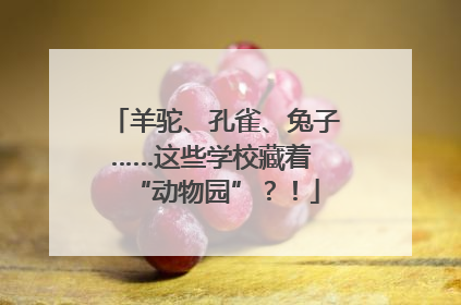 羊驼、孔雀、兔子……这些学校藏着 “动物园”？！
