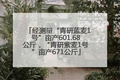 经测量“青研蓝麦1号”亩产601.68公斤，“青研紫麦1号”亩产671公斤