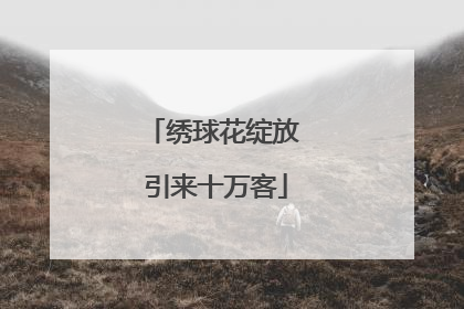 绣球花绽放 引来十万客