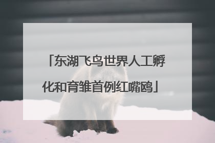 东湖飞鸟世界人工孵化和育雏首例红嘴鸥