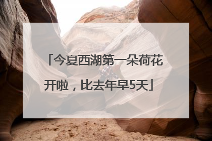 今夏西湖第一朵荷花开啦，比去年早5天