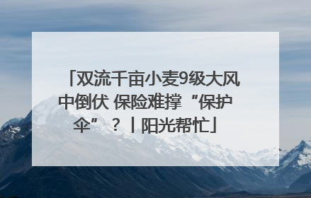 双流千亩小麦9级大风中倒伏 保险难撑“保护伞”？丨阳光帮忙