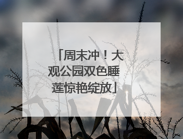 周末冲！大观公园双色睡莲惊艳绽放