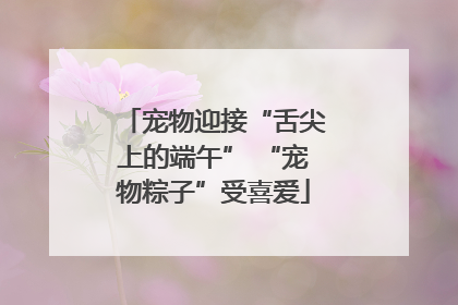 宠物迎接“舌尖上的端午” “宠物粽子”受喜爱