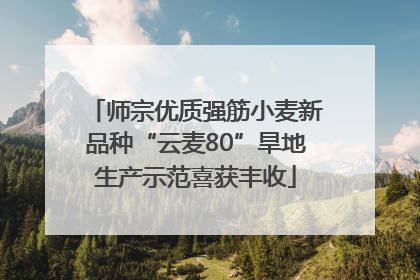 师宗优质强筋小麦新品种“云麦80”旱地生产示范喜获丰收