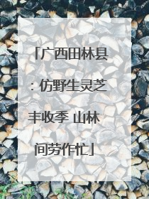 广西田林县：仿野生灵芝丰收季 山林间劳作忙