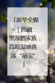 新华全媒+｜西藏：黑颈鹤家族高原湿地喜添“萌宝”