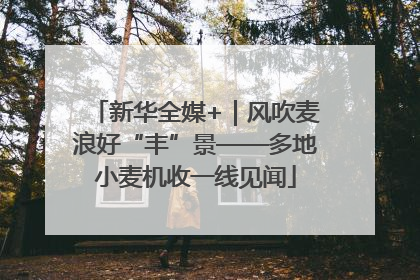 新华全媒+｜风吹麦浪好“丰”景——多地小麦机收一线见闻