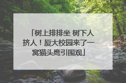 树上排排坐 树下人挤人！厦大校园来了一窝猫头鹰引围观