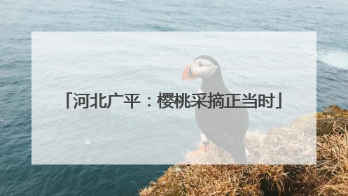 河北广平：樱桃采摘正当时