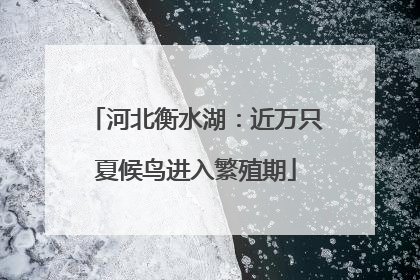 河北衡水湖：近万只夏候鸟进入繁殖期