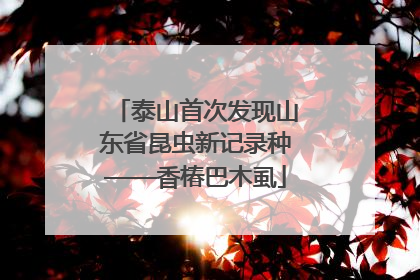 泰山首次发现山东省昆虫新记录种——香椿巴木虱