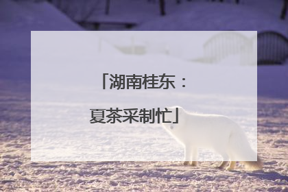 湖南桂东：夏茶采制忙
