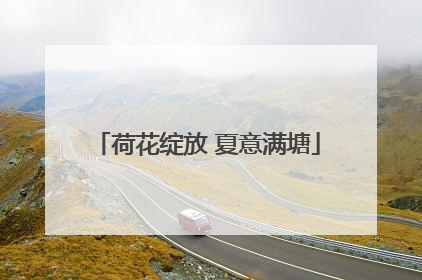荷花绽放 夏意满塘