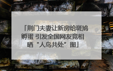 荆门夫妻让新房给斑鸠孵蛋 引发全国网友竞相晒“人鸟共处”图
