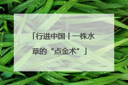 行进中国丨一株水草的“点金术”