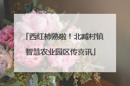 西红柿熟啦！北臧村镇智慧农业园区传喜讯