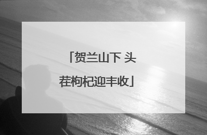 贺兰山下 头茬枸杞迎丰收