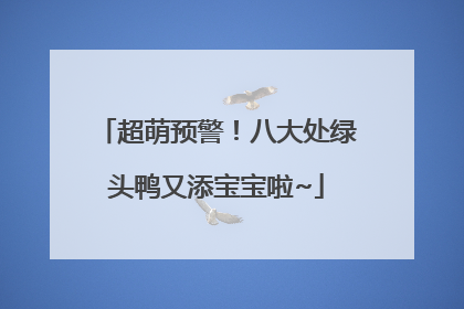 超萌预警！八大处绿头鸭又添宝宝啦~