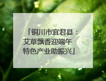 铜川市宜君县：艾草飘香迎端午 特色产业助振兴