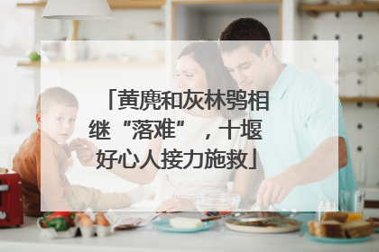 黄麂和灰林鸮相继“落难”，十堰好心人接力施救