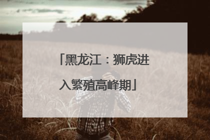 黑龙江：狮虎进入繁殖高峰期