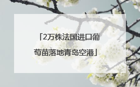 2万株法国进口葡萄苗落地青岛空港